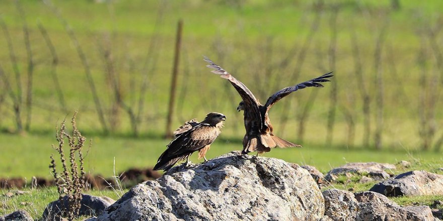 Li Çewligê 168 cure teyr û tilûr hene