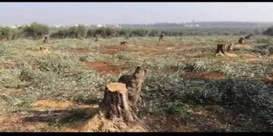 Çekdarên Tirkîyê bi hezaran darên zeytûnê qut kirin û talan kirin!