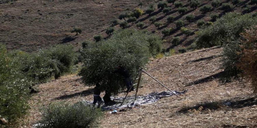 Li Efrînê çekdaran dest danîne ser bêhtirî 21.000 darên zeytûnan