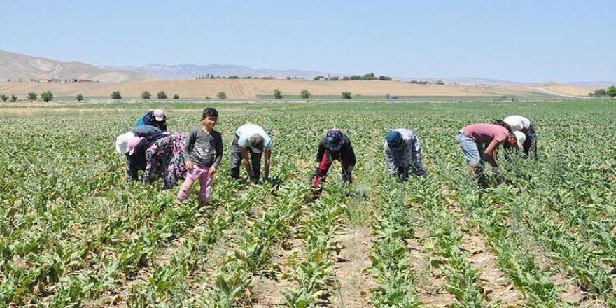 Bandora Koronayê li ser cotyaran