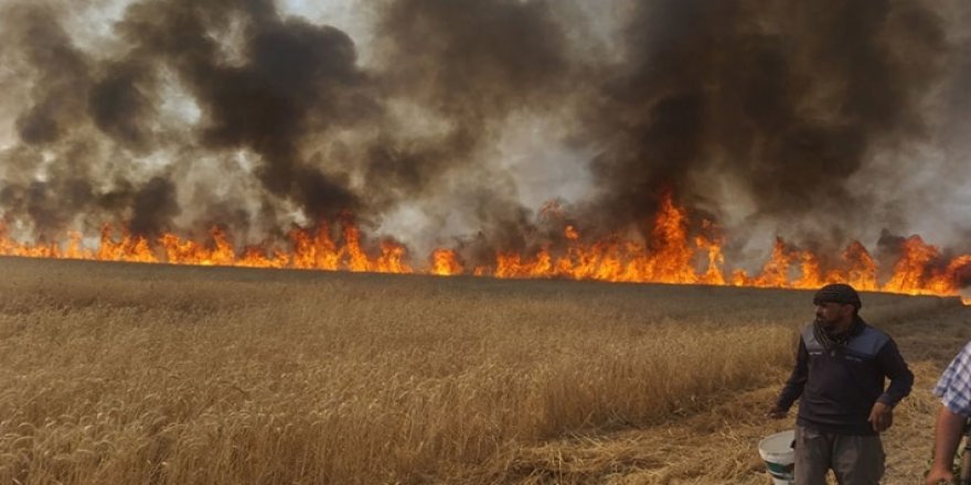 Rojavayê Kurdistanê- Şewata zevîyên kurdan berdewam dike