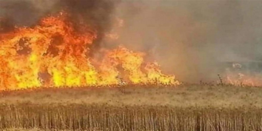 120 hezar Donim genimê Rojavayê Kurdistanê şewitîne