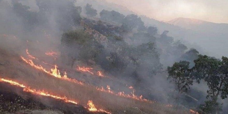 Agirê daristanên Pawe heta niha jî nehatîye vemirandin