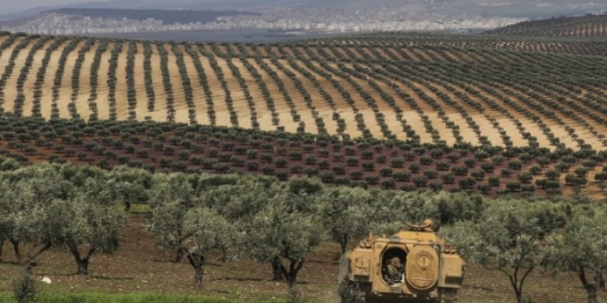 Çekdarên ser bi Tirkîyê bi armanca lêgerîna entîkayan darên zeytûnê hilkirin