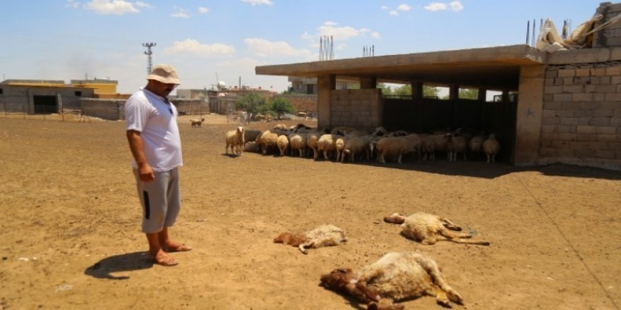 Li Mêrdînê  ajalên gundîyan jiber nebûna avê mirin