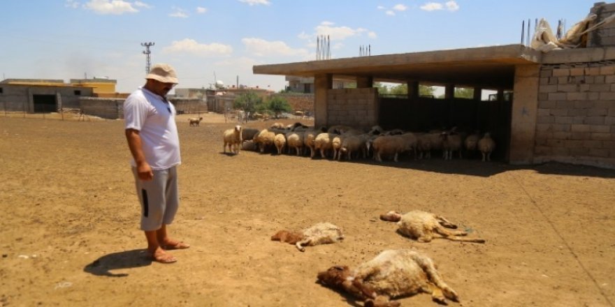 Mêrdîn de heywanê dewijan rîyê teyşanî ra mirenê!