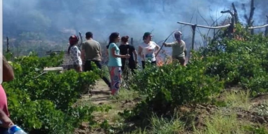 Agir gihişt bax û baxçeyên gundên Licê