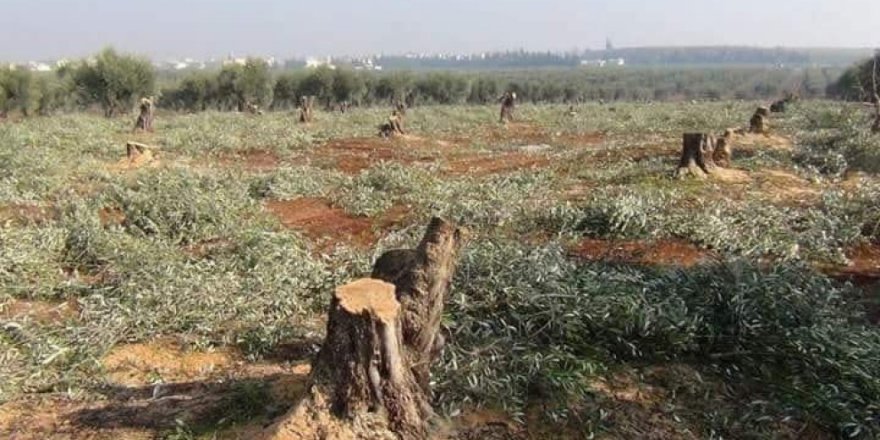 Çekdaran 500 darên din ên zeytûnê birîn û wan wekî êzîng difiroşin