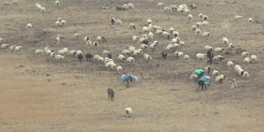 Şiwaneyêko Kurd sînorê Tirkîya û Ermenistanî ser de ame kiştene