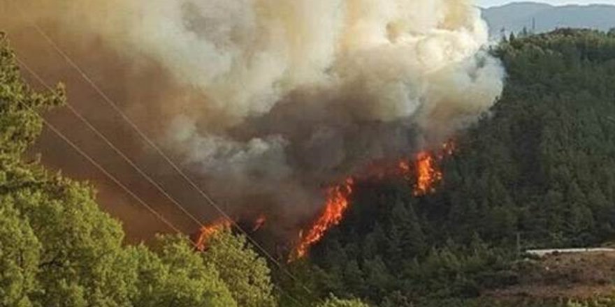 Licê de wextê operasyonî de daristanî ameyî vêşnayene