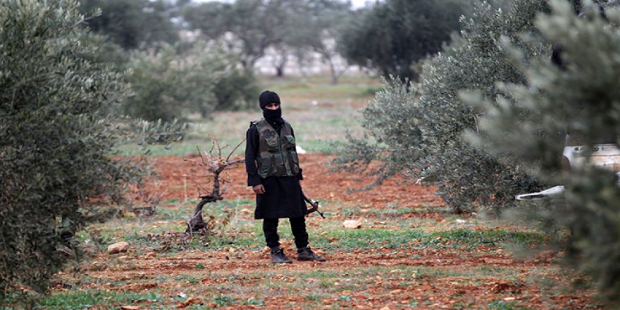 Çekdar li Efrînê darên zeytûnê dibirin û dişînin Idlibê  11 demjimêr berê