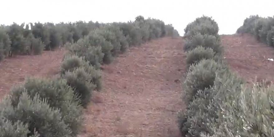 Grûpên çekdar bi hezaran dar li Efrînê birîne