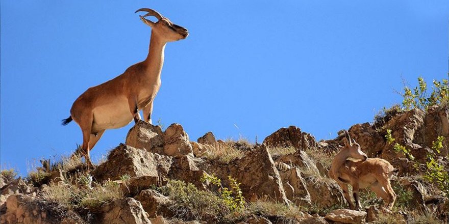 Xelkê Dêrsimê ji tirsa nêçîrê dibin zêrevanên pezkoviyan