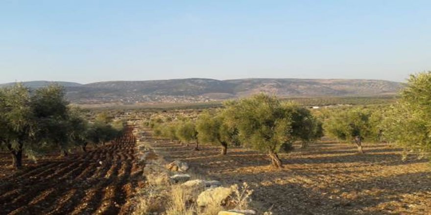 Efrînî di bin gefên çekdaran de nikarin berhemên xwe kom bikin