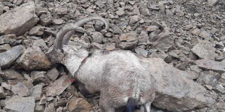 Dêrsim: Gerreyê qirkerdişê pezkovîyan ame kerdene