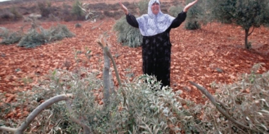 Efrîn | Milîsên Tirkiyê 100 darên zeytûnan birîn