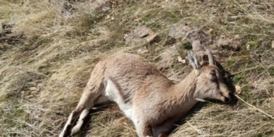 Dêrsim de 12 pezkovîyî merde ameyî dîyene