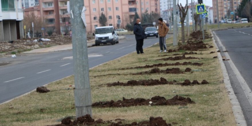 Amed-Şewêk de bi seyan darî birîyayî