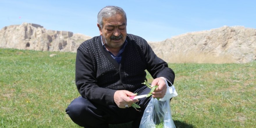 Wan- Li quntarên kelehê nebatên 'bi şîfa' berhev dikin