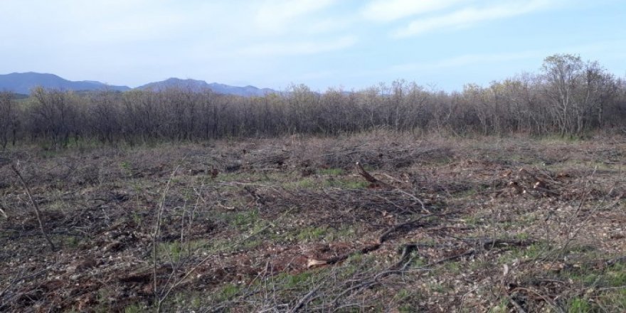 Li Licê operasyon: Dar tên birîn û ber tên şikandin