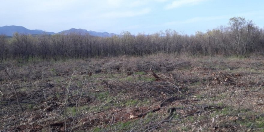 Licê de operasyon: Darî yenê birnayene, zinarinî yenê şikitene