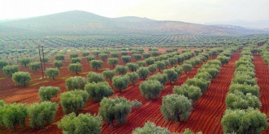 Komên girêdayî Tirkiyê li Efrînê dest danîn ser 3.500 darên zeytûnan