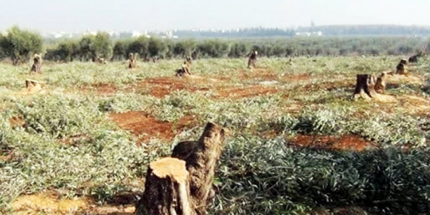 Efrîn | 1500 darên zeytûnê birîn û mala xwediyê daran jî kirin baregeha leşkerî