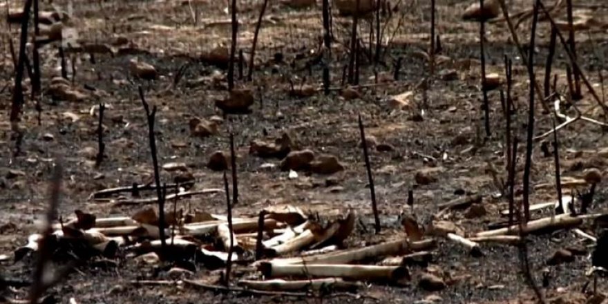 Şingal - Di 2 salan de 12 gorên bikom şewitîn