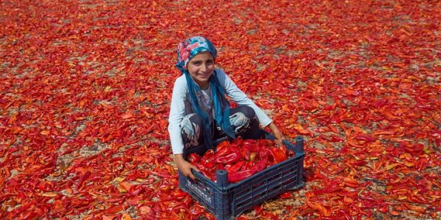 Li Rihayê werza îsotê dest pê kir