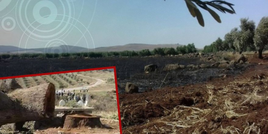 Grûpên çekdar li Efrînê 1.5 milyon dar birîne