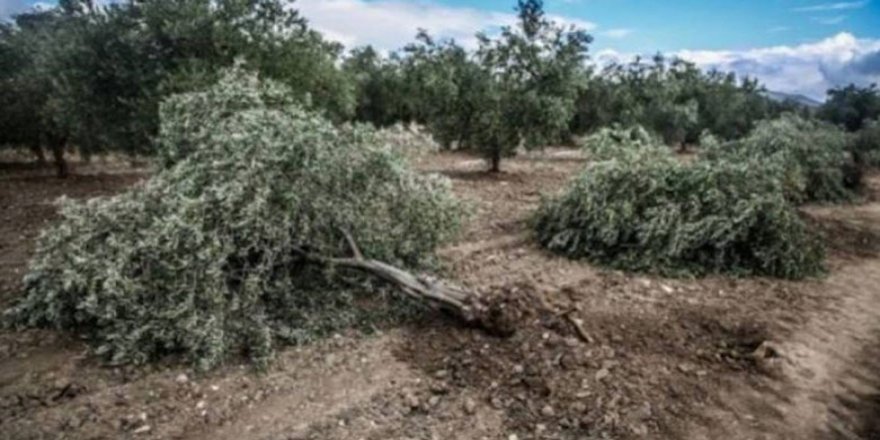 Çekdarên opozisyona Sûriyê 170 darzeytûn li gundekî Efrînê birîn