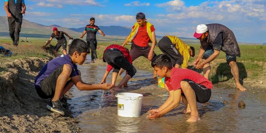 3 ton masiyên Gola Wanê ji mirinê hatin rizgarkirin