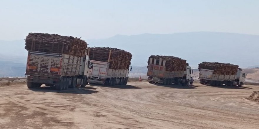 Tevî hemû nerazîbûnan darên Şirnexê tên birîn