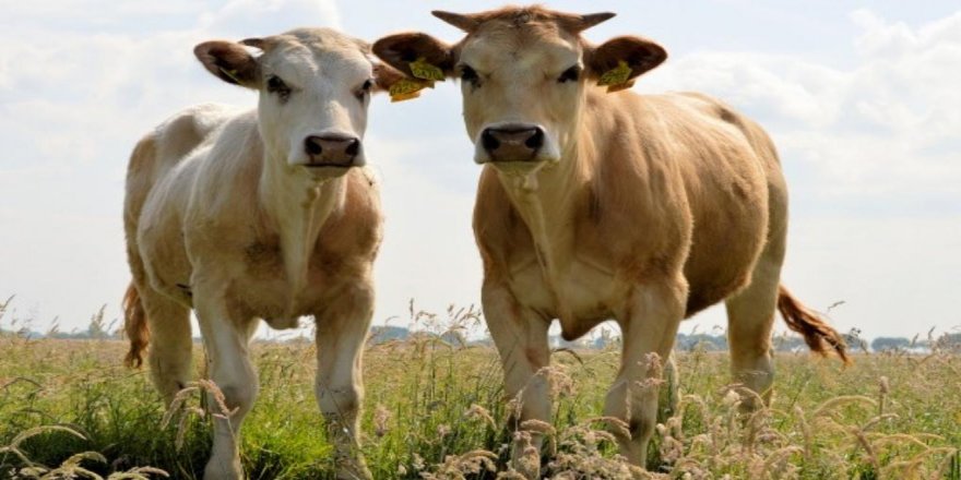 Ji ber ku îşkence li gayî kirine, li Mêrdînê 3 kes hatine girtin