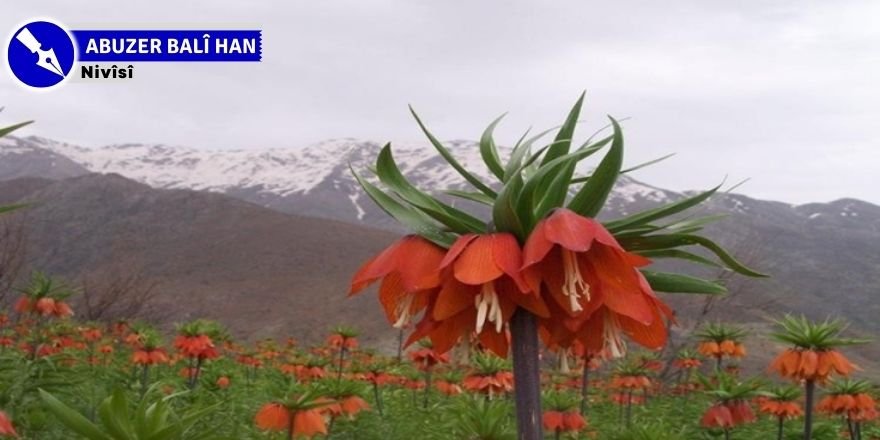 Kulîlka biharê da nasîna kulîlka çiyayên Kurdistanê Guldexwîn (şilêr)