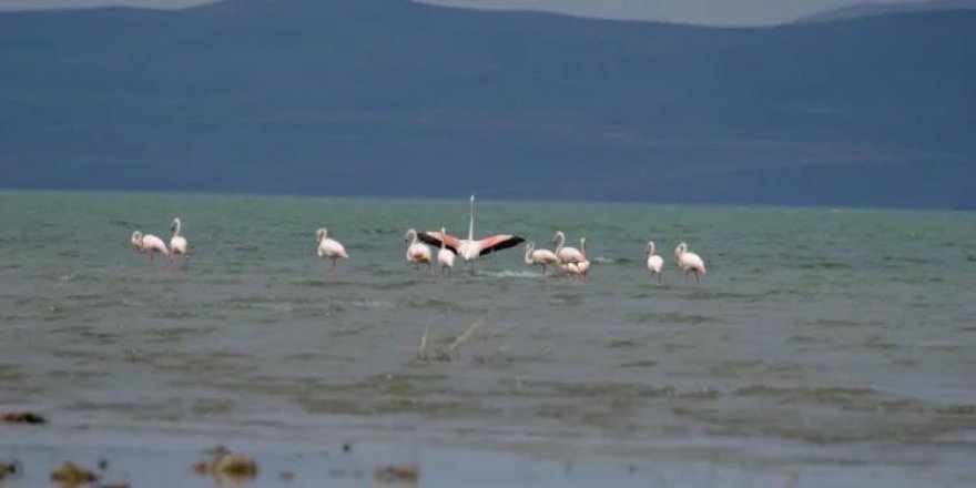 Flamîngo cardin vedigerin hewzeya Gola Wanê