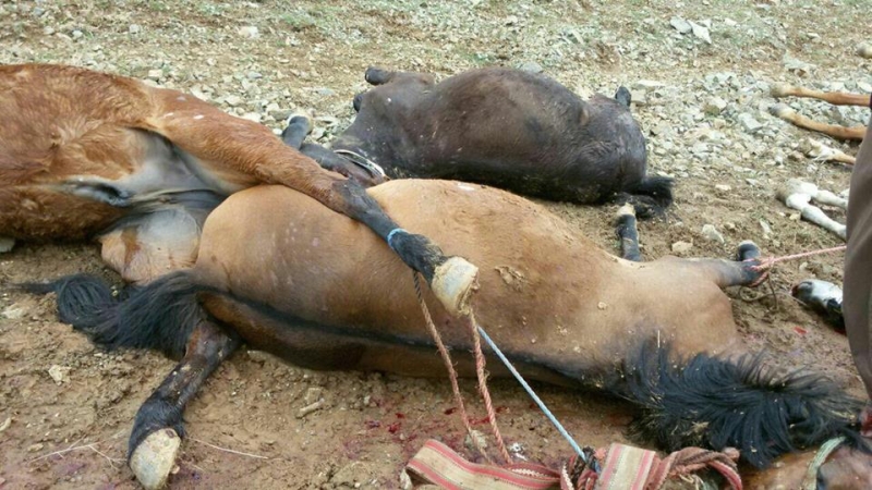 Leşkerên Îranê li kolberan xistin, hespên wan kuştin û şewitandin