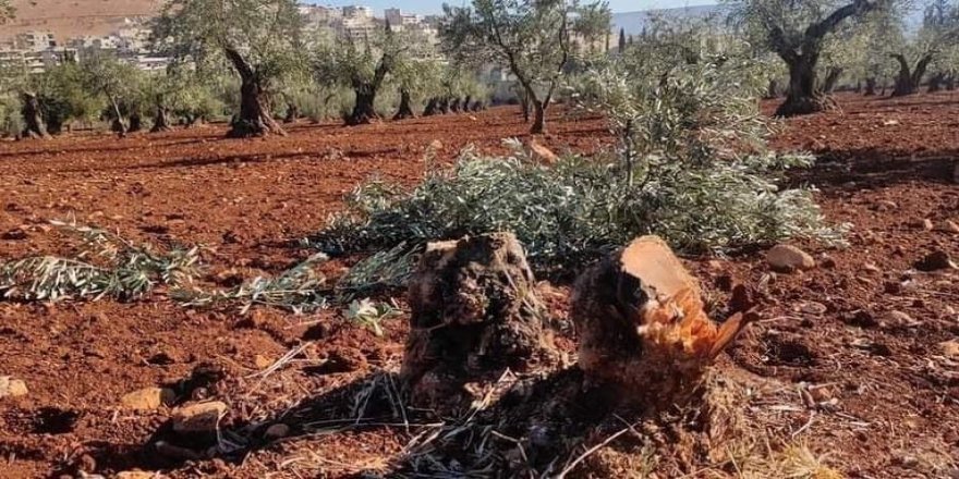 Çekdaran li Efrînê 129 darên welatiyan birîn