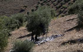 Li Efrîn û Şehbayê talan û bac didomin