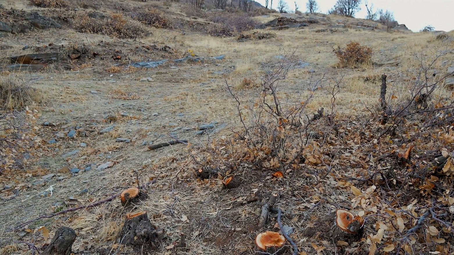 Jîngehparêz hişyariyê didin: Daristanên Zagrosê bi qaçaxî tên birîn