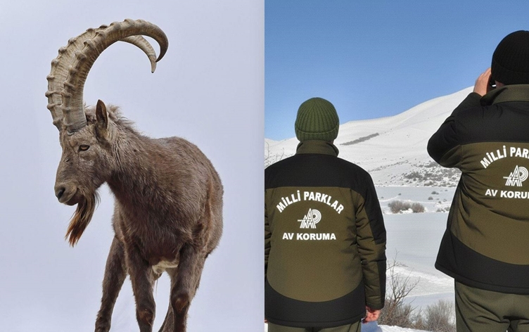 COLEMÊRG - Pezkoviyek kuşt, nêzîkî milyonek lîre ceza xwar