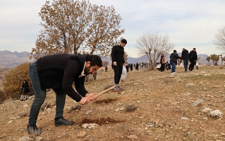 Li Çiyayê Cûdiyê bi hezaran berû hatin çandin