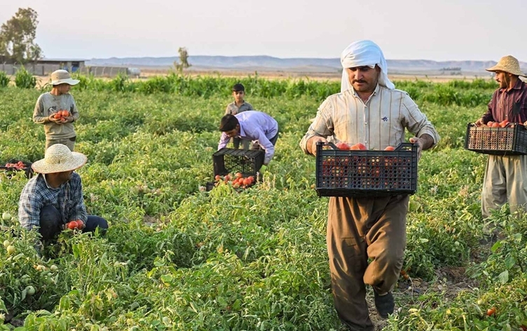 Herêma Kurdistanê di hilberîna şînahiyan de gihiştiye asta xwebesiyê