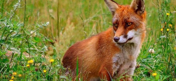 Vulpes Vulpes Kurdistanica; Li ser bêtoleransbûnê nimûneyek