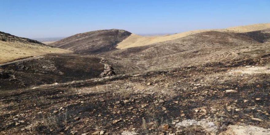 Çiyayê Mazî bû xwelî: Zindewer bi saxî şewitîn