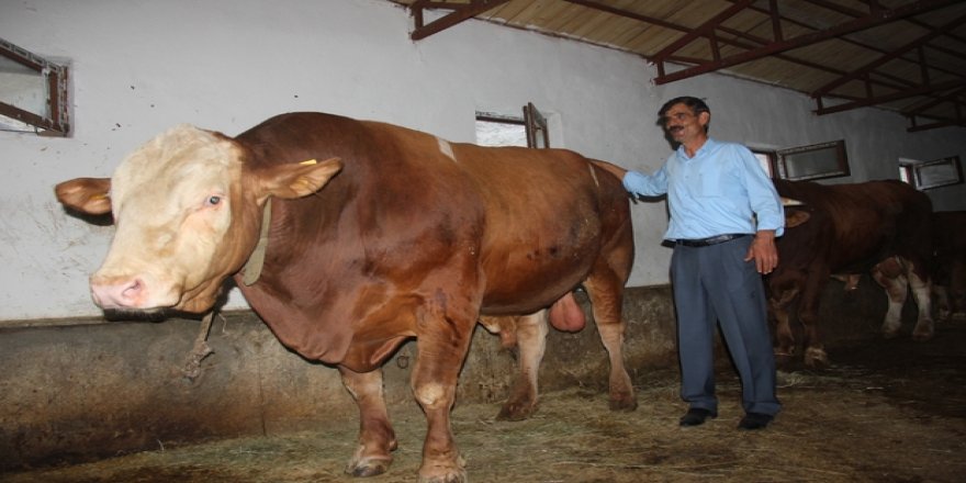 Çewlîg de gayo 1,5 tonin vejîya rotiş