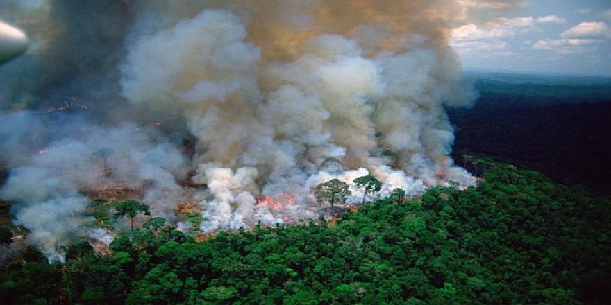 Îsal 72 hezar caran agir bi Daristanên Amazonê ketiye