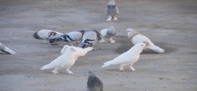 Dîyarbekir: ji bo kevokan otêl hat avakirin