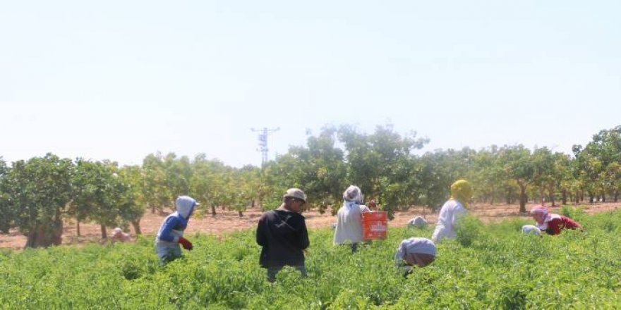 ‘Îsotê Riha weş o la arêdayîşê ey zehmet o’