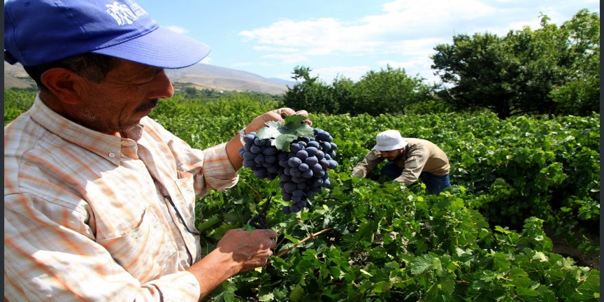 Arêdayîşê angûra Erzîganî dest pêkerde